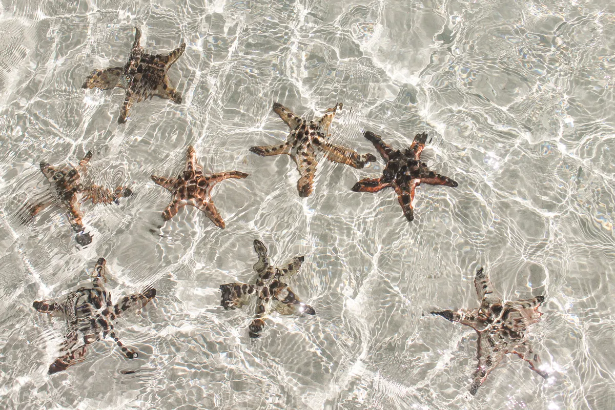 Starfish Sandbar — shallow turquoise water with starfish visible on white sand